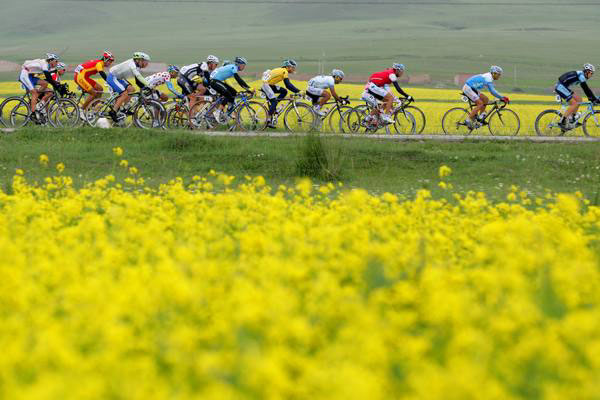 Rapeseed flowers